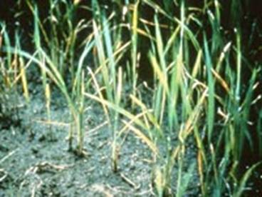 Zinc Phytoremediation Using Stubborn Grass